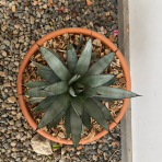 Agáve (Agave) ‘LITTLE PENGUIN’ - výška 15-20 cm, Ø 20-30 cm, kont. C6L (-5°C)